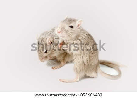 gray mouse gerbil on a white background