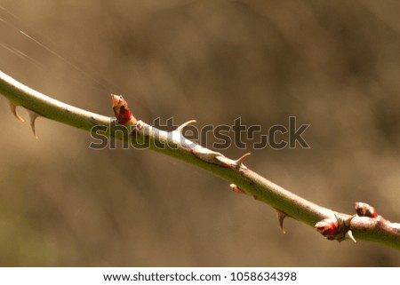 Spring twig budding buds leaves flowers spring nature background.