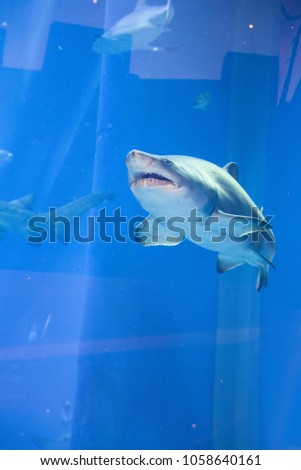 sharks underwater in a large aquarium in Dubai