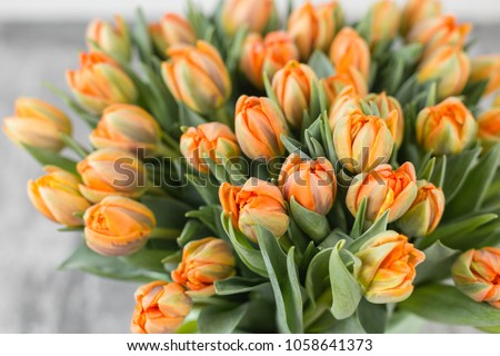 Tulips of orange color. Big buds of multicoloured tulips. Floral natural backdrop. Bicolour tulips filled picture. Unusual flowers, unlike the others. Shallow focus.