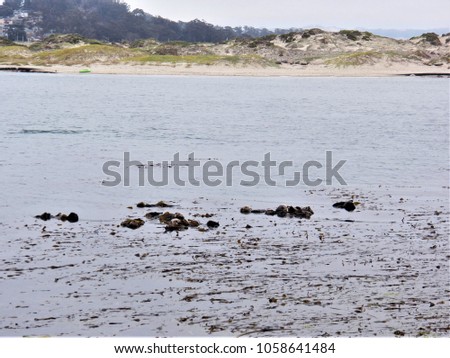Southern Sea Otters rafting in Morro Bay California, summer 2017