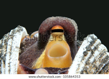 Close-up of a Coconut Octopus (Amphioctopus Marginatus) taking Shelter between Seashells, Lembeh Strait, Indonesia