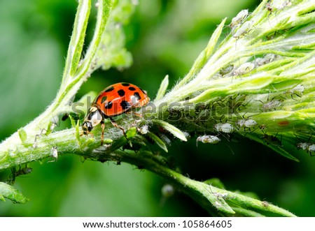 asian ladybird hunting aphids