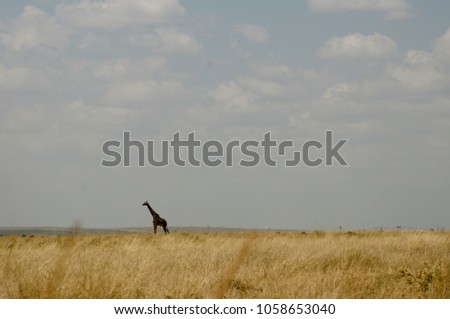 Giraffe in the Maasai Mara