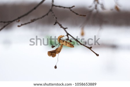 leaf on a tree in a winter day