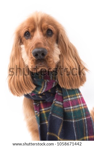 1 year old Cocker Spaniel puppy dog wearing a scarf against a white background