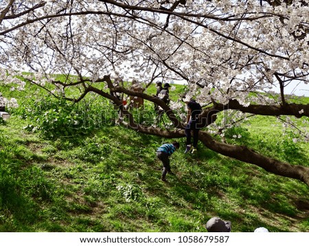 The picture set of people on the meadow of hillside do various activities. The silhouette of people with flowers foreground. Sakura flowers or Cherry blossom in Japan.