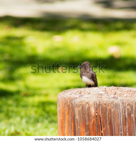 Small black bird with white belly resting on a tree trunk in the park; black phoebe,