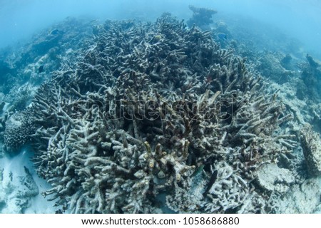 Bleach and Dead Coral Reefs of Maldives Royalty-Free Stock Photo #1058686880