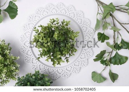 Small Plant on Tray with Foliage Flat Lay Top View
