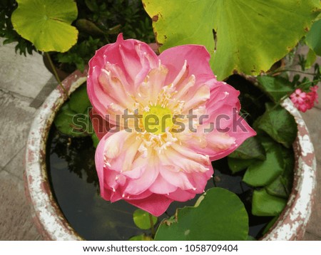 lotus is beautiful 