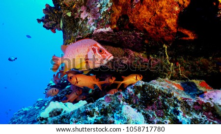A longjaw squirrelfish, Sargocentron spiniferum, swims with other tropical fish under a rocky reef ledge in the clear blue water of the pacific ocean.