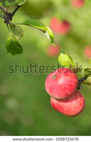 Delicious apples ripening on a tree branch. Natural green background with copy space.