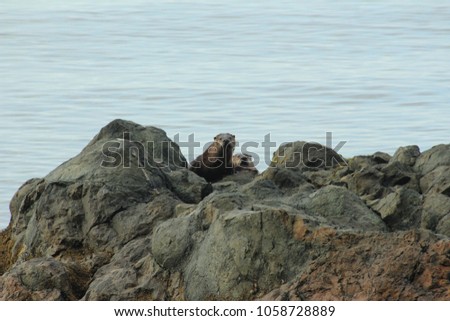 River Otters at play on rocks off the shore of Port Angeles, Washington