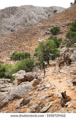 Tree on rocky cliff, Crete, Greece