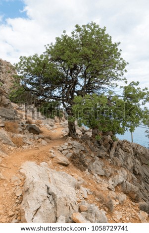 Tree on hill against sea, Crete, Greece