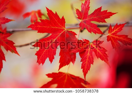 Branch with red maple leaves. Canada Day maple leaves background. Red leaf for Canada Day 1st July. Happy Canada Day real maple leaves in shape of Canadian Flag. Best picture of maple leaves