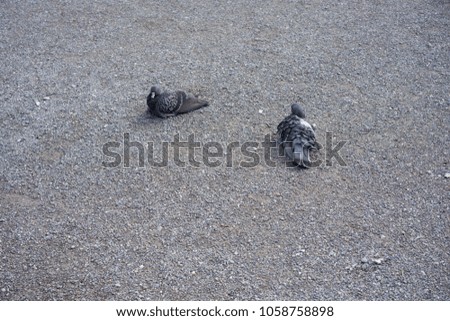 two pigeons on grey concrete with grey feather