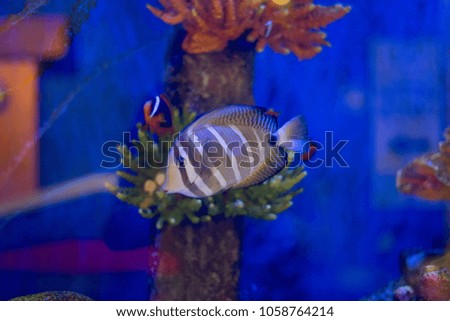Colorful saltwater fish in the aquarium.Beautiful aquarium decoration with coral and colorful fish.
