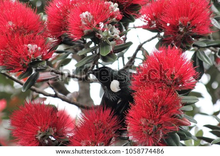 New Zealand Native Tui Bird Foraging in Pohutukawa tree Royalty-Free Stock Photo #1058774486