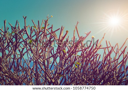 tree branches without leaves on blue sky with sun light in vintage photography style effect