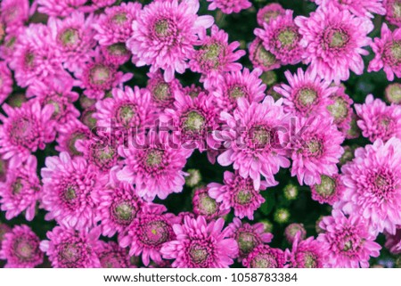 Beautiful pink chrysanthemums as background picture.