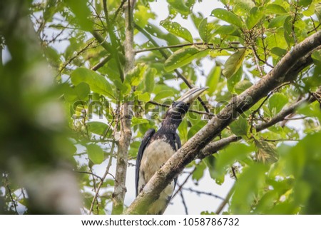 Hornbills are birds that are now extinct, that another kind of a weird stylized nature than other birds such as a male, the female will mate with their own life.