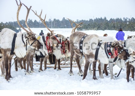 
Group of reindeer in teams sled on a winter day with falling snow at the festival of the peoples of the north "Day of reindeer herders"