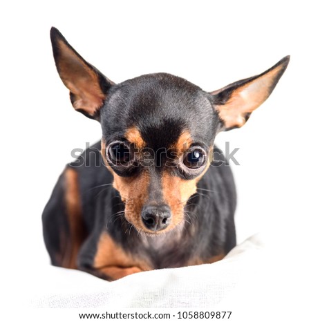 portrait of a toy terrier isolated on white background