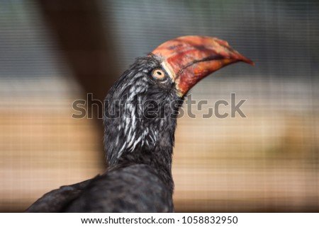 portrait of hornbill
