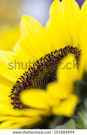 sunflower with white background