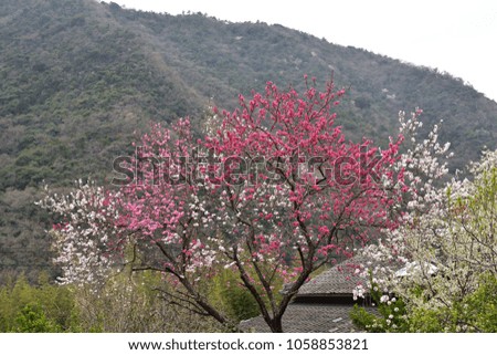 Plum blossoms in the mountains of Japan