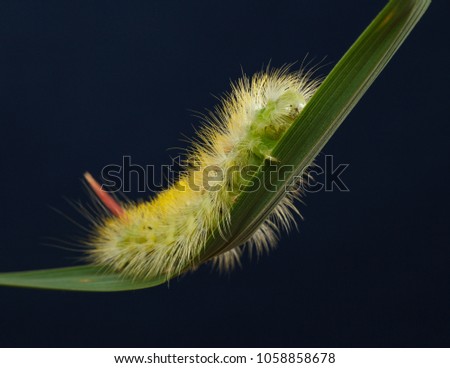 Macro underneath view of big yellow hairy caterpillar with red tail (Calliteara pudibunda) climb on grass leaf over dark blue background
