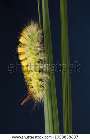 Macro lateral view of big furry yellow caterpillar with red tail (Calliteara pudibunda) climbing up on grass blade
