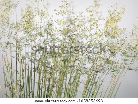 Close-up of wild cereal grass (fescue) bloom over panicles background
