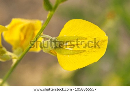 Crotalaria juncea yellow flower in field