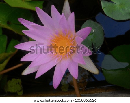 Lotus with leaves