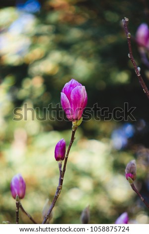 Magnolia soulangeana blooming on background of green park bokeh. Pink burgeon on thin branches. Spring blossom concept