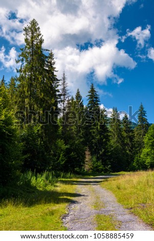 country road through spruce forest. lovely nature scenery on a fine summer day