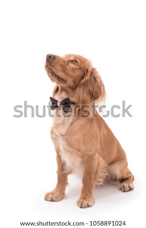 Golden Cocker Spaniel puppy dog wearing a bow tie sitting against a white background