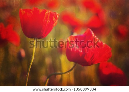 Picture of poppies with texture applied to it