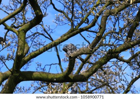Dove on spring tree