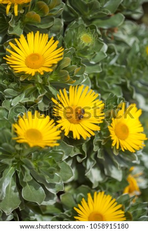 flora of Fuerteventura - Asteriscus sericeus, Canary Island Daisy, Silky Asteriscus
