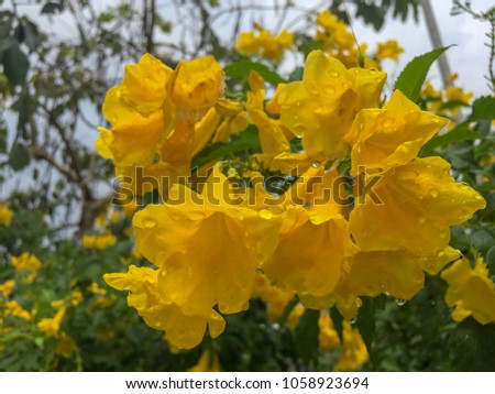 Tecoma stans or Yellow elder or Trumpetbush or Trumpetflower, beautiful flower with rain drops in the garden for nature concept, selective focus image,bangkok thailand