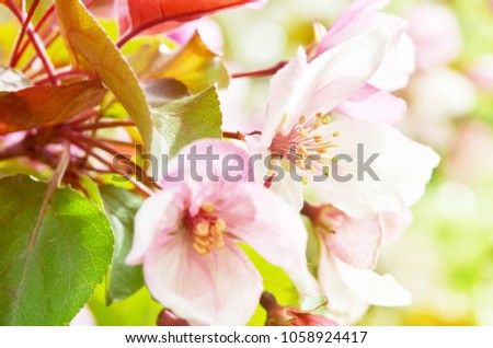 Blooming apple tree. Floral natural background spring time season.