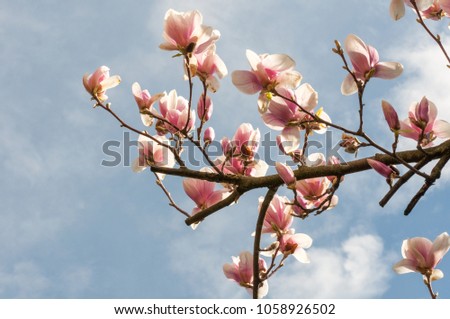 beautiful magnolia pink flowers blossoms blooming on tree branches in spring against blue sky
