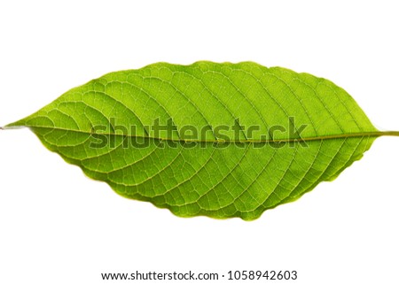 Mitragyna speciosa korth (kratom) a drug from plant to a category 5 in thailand Royalty-Free Stock Photo #1058942603