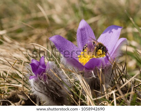 Pulsatilla grandis, or the greater pasque flower blooming in the early spring on a sunny day and a bee collecting pollen