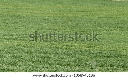 Background of green lawn that is lost in infinity.