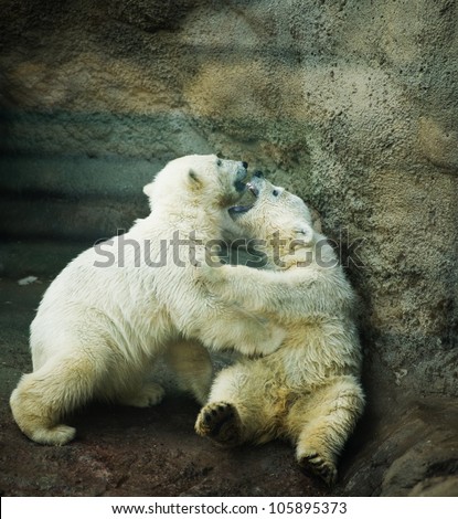  two little Polar Bear - Ursus Maritimus